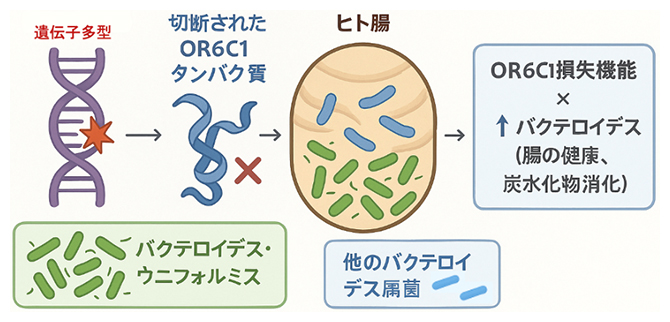 腸内細菌の多様性や機能を形成する潜在的な遺伝的メカニズムの図