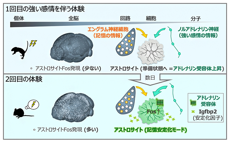 本研究の概要図