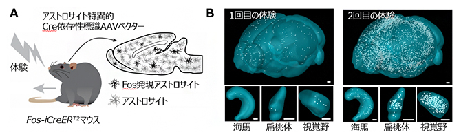 恐怖条件づけ時と恐怖を思い出すときのFos発現アストロサイトの図