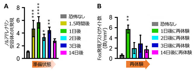 初回の体験前後および再体験前後のアストロサイトの変化の図