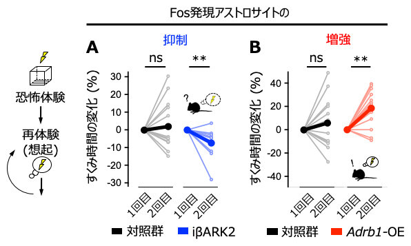アストロサイト・アンサンブルの操作による人為的な恐怖記憶の安定化と不安定化の図