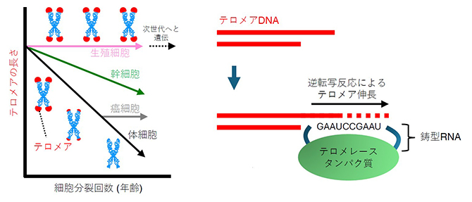 テロメアの長さの制御の図