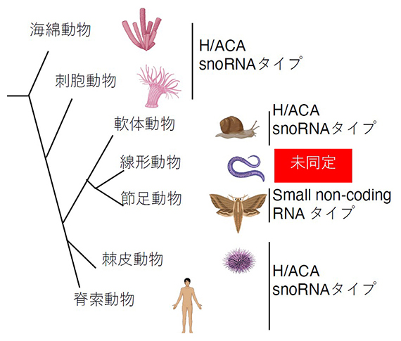 後生動物のテロメレースRNAの図