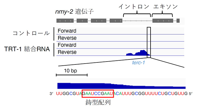 C. elegansテロメレースRNA「terc-1」の発見の図
