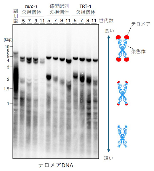 terc-1変異体で見られるテロメアの経世代的な短縮の図