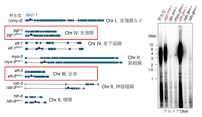 terc-1の移植実験の図