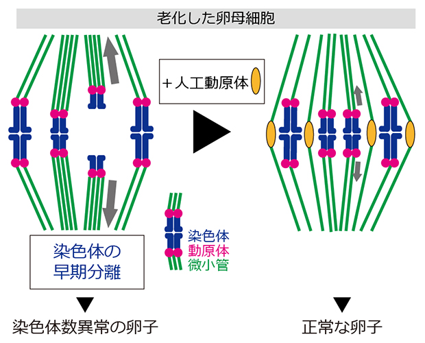 人工動原体を微小管の「おとり」にして染色体数異常を抑える卵子老化の克服戦略の図