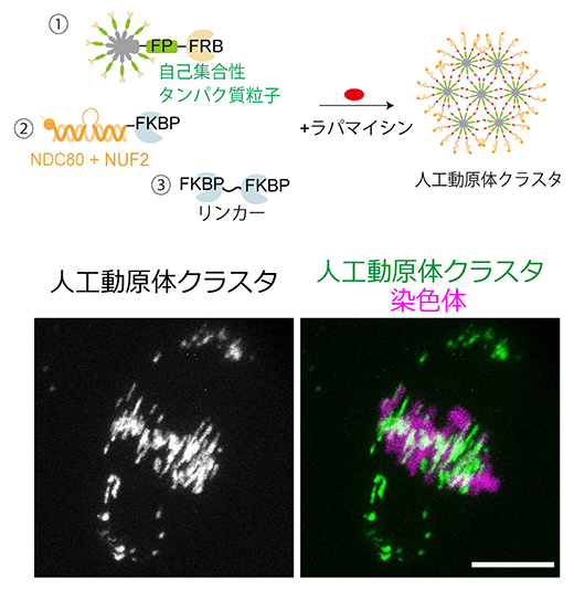 タンパク質を土台としたサブマイクロスケールの人工動原体クラスタの図