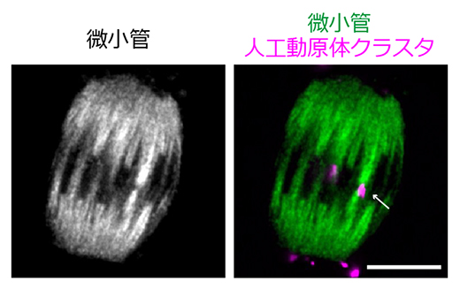 紡錘体微小管と接続する人工動原体クラスタの図