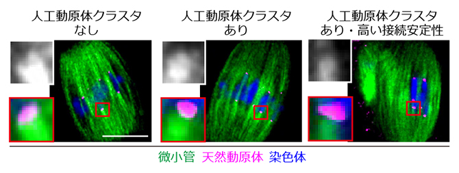 紡錘体微小管と接続する人工動原体クラスタの図