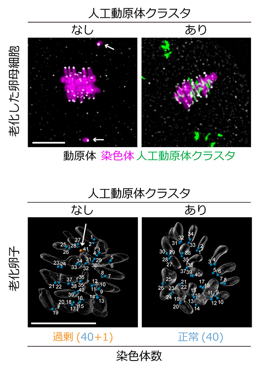 染色体の早期分離を抑制する人工動原体クラスタの図