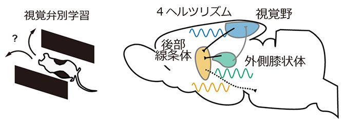 視覚弁別学習に伴う4ヘルツリズムを介した後部線条体と視覚領域の同期性増強の図