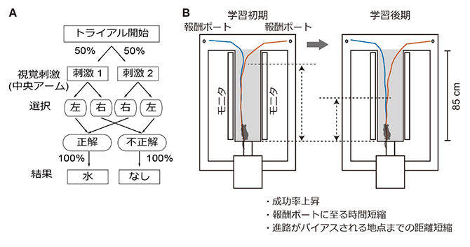 T字型迷路を用いたラットの視覚弁別課題の図