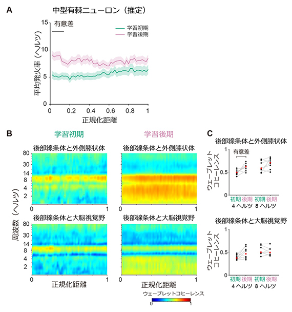 学習前後の神経活動変化の図
