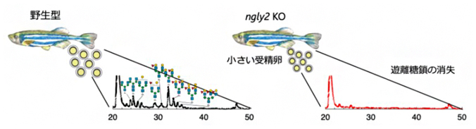 Ngly2欠損（KO）ゼブラフィッシュに見られた表現型の図