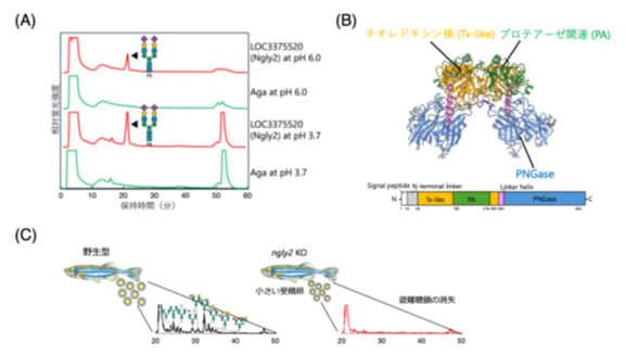 Ngly2タンパク質の活性測定、構造解析、およびngly2欠損ゼブラフィッシュの解析の図