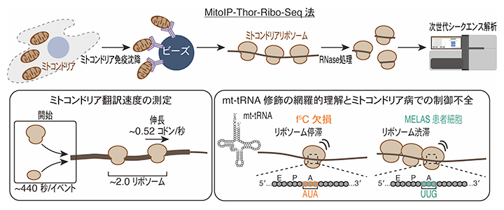 MitoIP-Thor-Ribo-Seq法によるミトコンドリア翻訳のダイナミクスと複雑性の解明の図