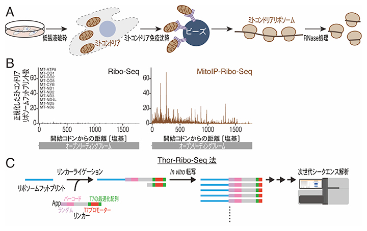 MitoIP-Thor-Ribo-Seq法の開発の図