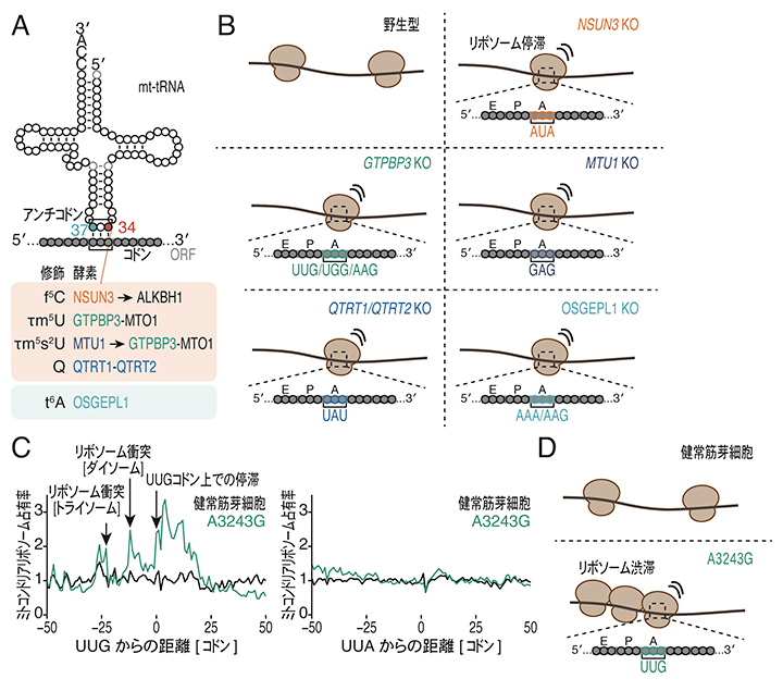 mt-tRNA修飾の網羅的解析とMELAS患者細胞でのミトコンドリアリボソーム渋滞の図
