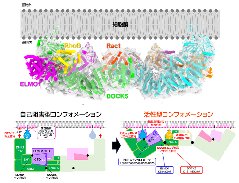 脂質膜上の複合体の活性型コンフォメーション（立体構造）と細胞膜が関わる構造変化の図