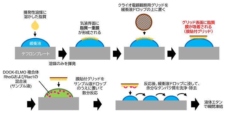 膜貼付グリッドを使ったクライオ電子顕微鏡用サンプル作製方法の図