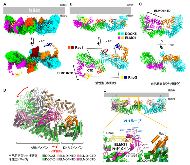 脂質膜上で解明されたDOCK5-ELMO1-Rac1-RhoG複合体のクライオ電子顕微鏡構造の図