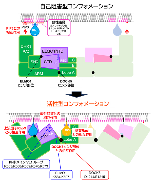 細胞膜上でのDOCK5-ELMO1複合体の構造変化の図