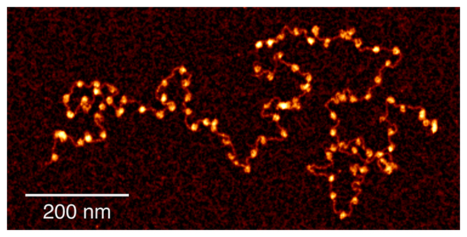 96個のヌクレオソームが数珠つなぎになった再構成「長鎖クロマチン」の図