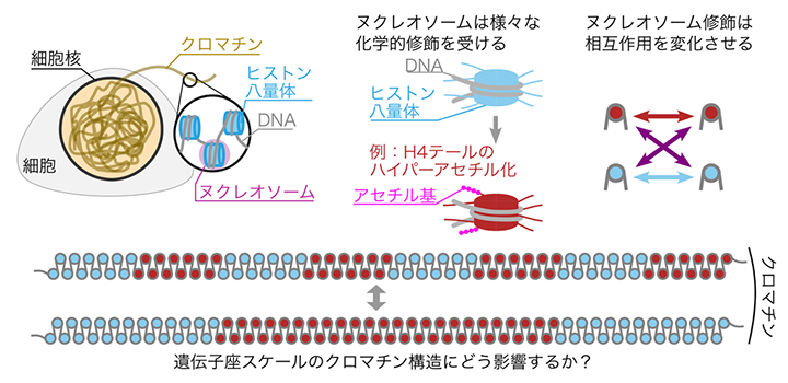 クロマチン構造とヒストン修飾の図