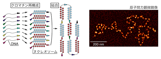 ヒストン修飾パターンを設計可能な長鎖クロマチンの再構成の図