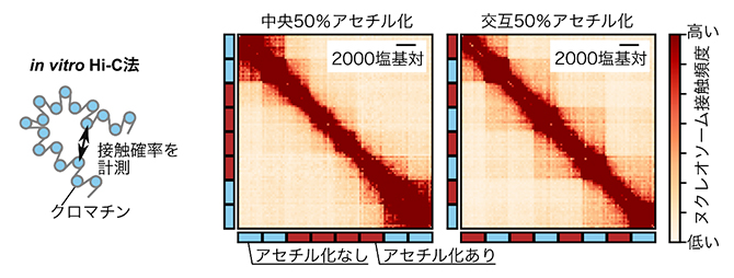 in vitro Hi-C法を用いた長鎖クロマチンのコンタクトマップ解析の図