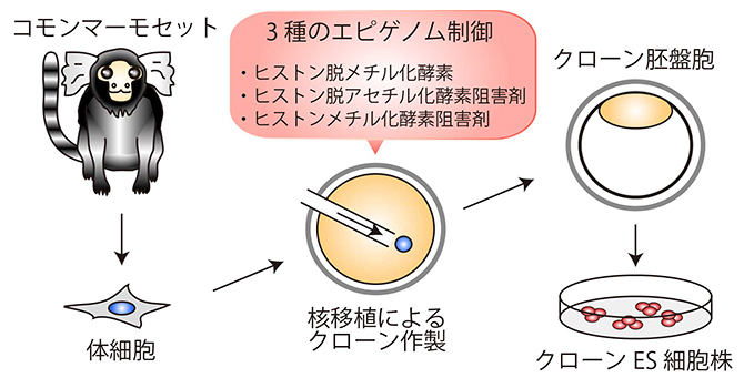 3種のエピゲノム制御によるマーモセット体細胞クローン胚の品質改善とES細胞樹立の図