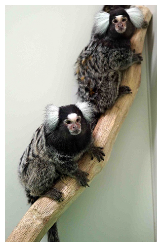 コモンマーモセットの図