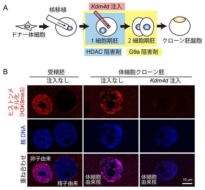 エピゲノム制御手法を使ったマーモセットクローン胚の作製の図