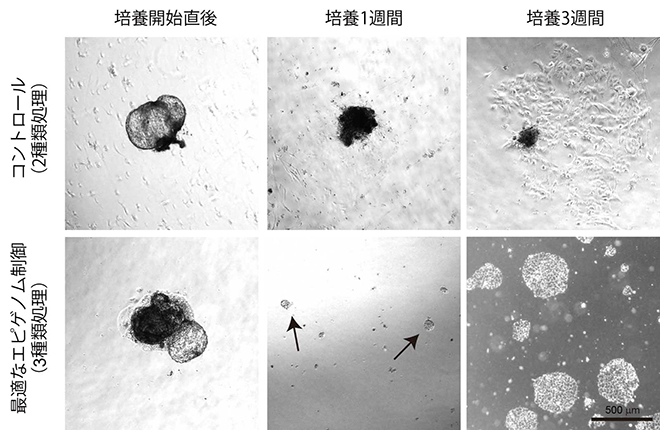 最適化したエピゲノム制御によって樹立可能になったクローンES細胞株の図