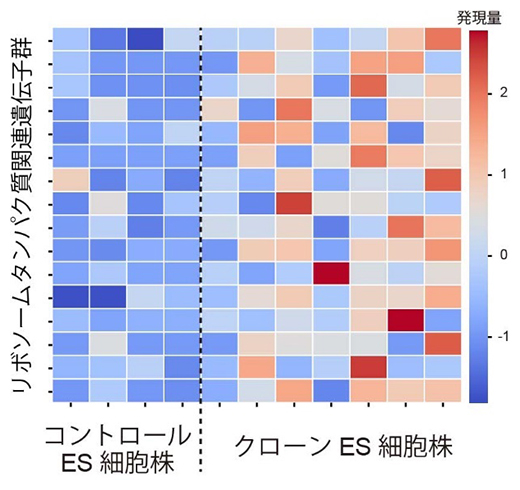 クローンES細胞株におけるリボソームタンパク質関連遺伝子の高発現の図