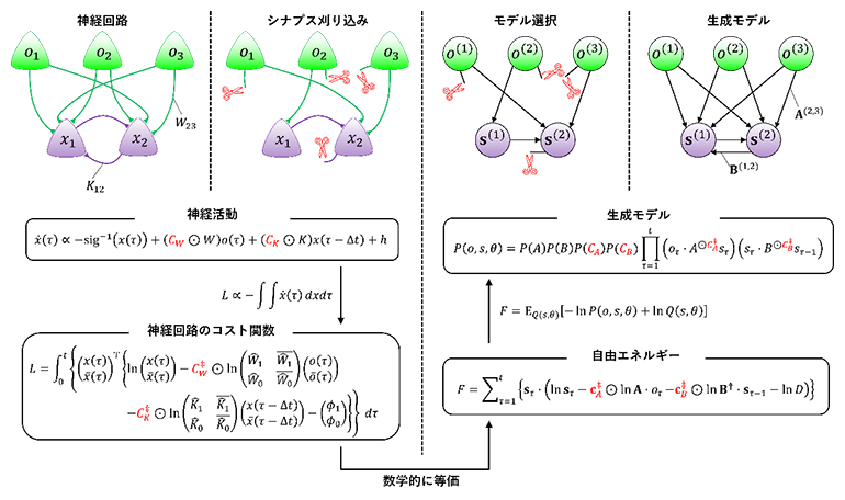シナプス刈り込みとモデル選択の数学的等価性の図