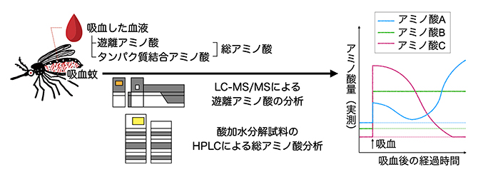 吸血蚊の体内に含まれるアミノ酸の時間的変化を解析・可視化の図