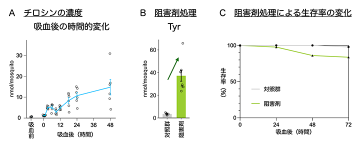吸血後の遊離チロシン動態とチロシン分解酵素の阻害による影響評価の図