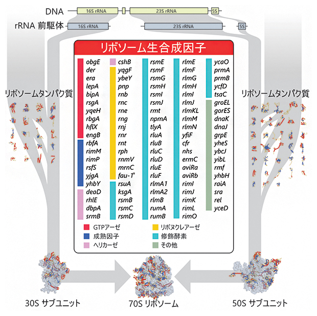 リボソーム生合成過程の概略図の画像