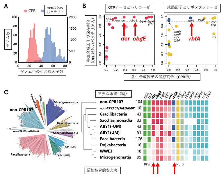 生合成因子の数と各遺伝子の保存性と系統特異的欠失の図