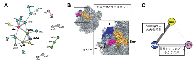 生合成因子の依存性と構造と組み立ての共進化の図