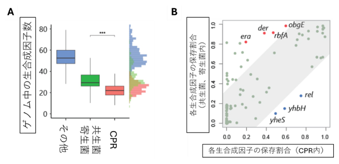 CPRバクテリアの共生菌・寄生菌とも異なる組み立て方の図