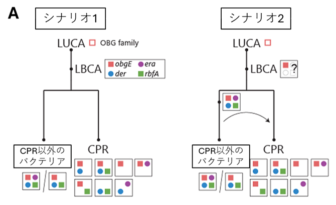 CPRバクテリアの進化シナリオの図