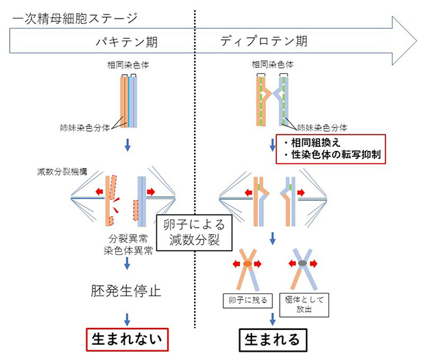 一次精母細胞顕微授精における雄性生殖細胞発生ステージと産子作出能の関係の図