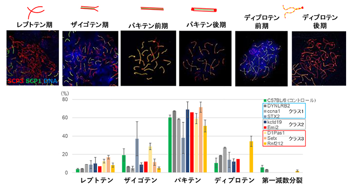 無精子症マウスの精子発生ステージの判別の図