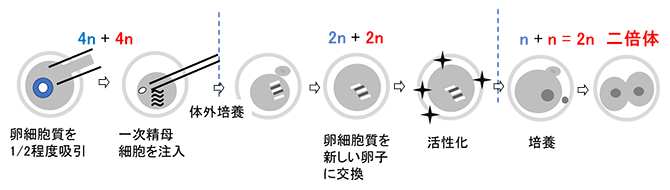 一次精母細胞の顕微授精法の図