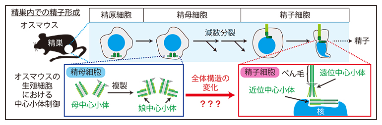 精子形成に伴う中心小体の構造変化の図