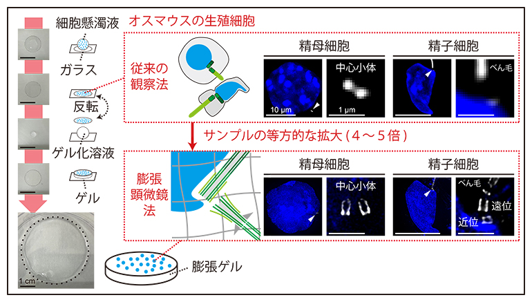 オスマウスの生殖細胞に特化した膨張顕微鏡法の確立の図
