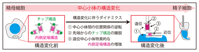 精子形成に伴って中心小体内部で生じる構造変化の図